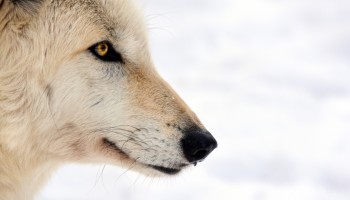 Grey Wolf Mark Avery Syracuse Zoo RGZ POTM Jan 2020 Judges Choice