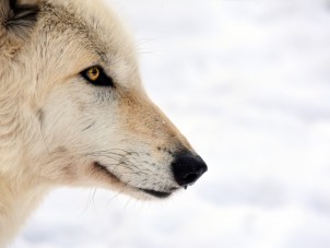 Grey Wolf Mark Avery Syracuse Zoo RGZ POTM Jan 2020 Judges Choice