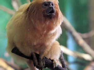 Golden Lion Tamarin Bianca Balentine July 2020 Honorable Mention 