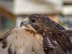 Red-Tailed Hawk Natasha Morrison July 2020 Winner 