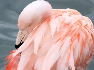 Chilean Flamingo Zinoviia Ivanova July 2020 Runner Up 