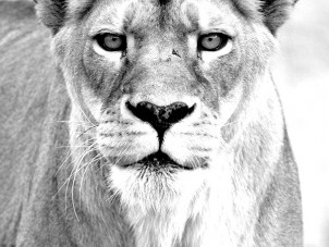 Lioness Kierha Renee Collins May 2020 Runner Up