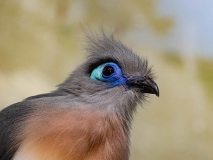 Madagascan Crested Cua Nicole Hube Syracuse Zoo RGZ POTM Jan 2020 Winner