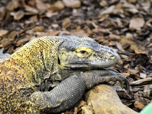 Naga Komodo Dragon Crystal Jacob September 2020 Runner Up