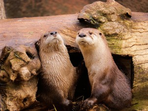 River Otter Rachel Deihl Syracuse Zoo RGZ POTM Feb 2020 Honorable Mention