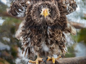 Stellars Sea Eagle Sandy Roe Syracuse Zoo RGZ POTM Feb 2020 Judges Choice