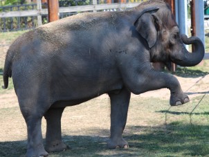 Asian Elephant Extravaganza 2022