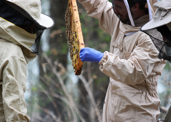 The Unique Function of HONEY BEES in Elephant Conservation